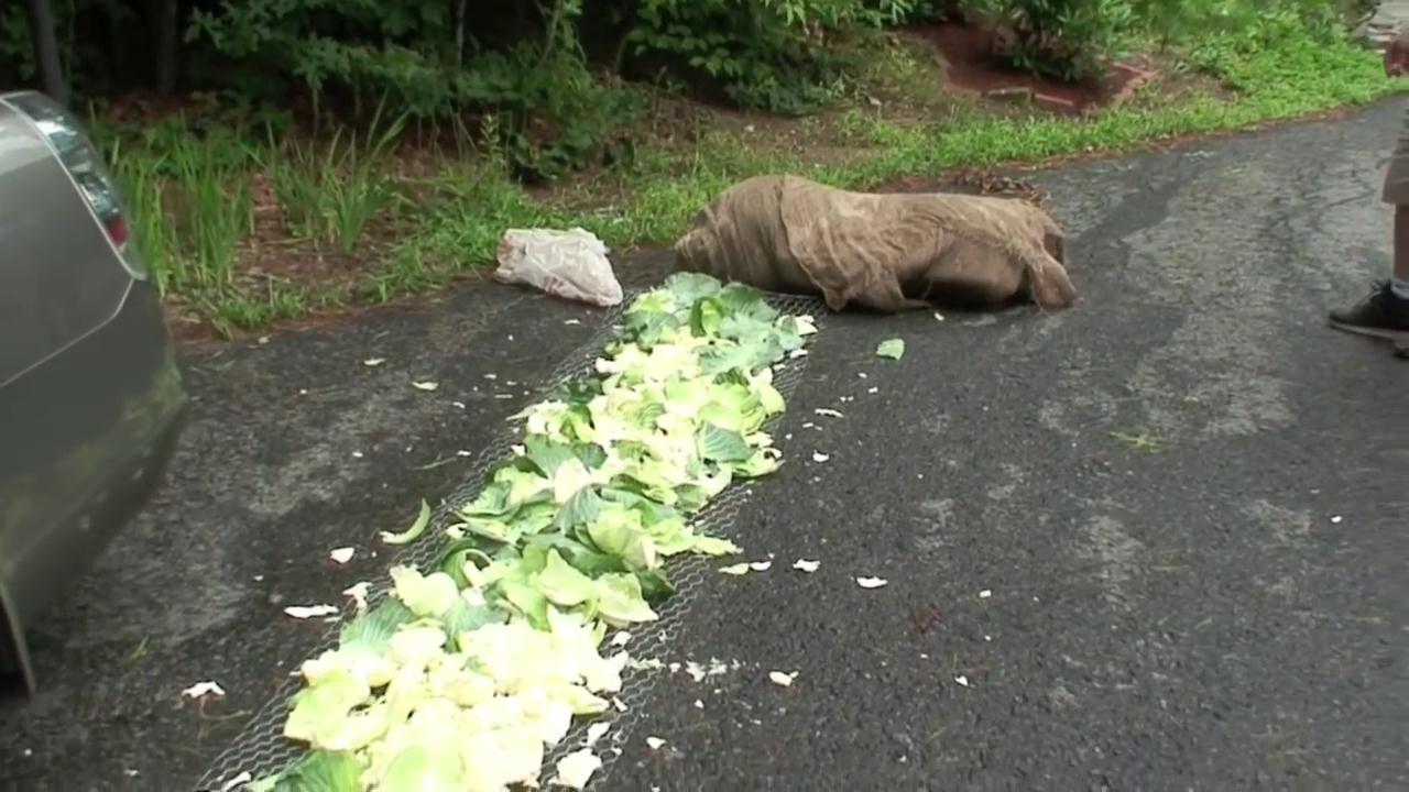 美国土豪烤全牛,广东烤全猪的秘方配料全过程