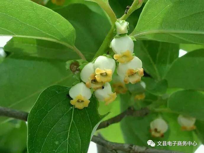 文县贾昌一个“胖子”变”瘦子“的过程