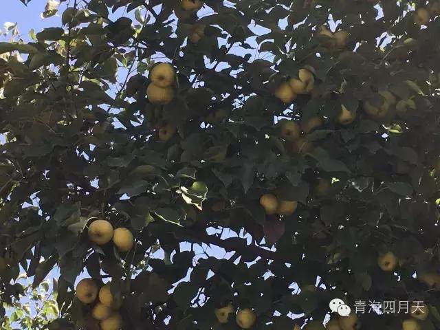 青海的美食和美景,青海冬天的日常美食