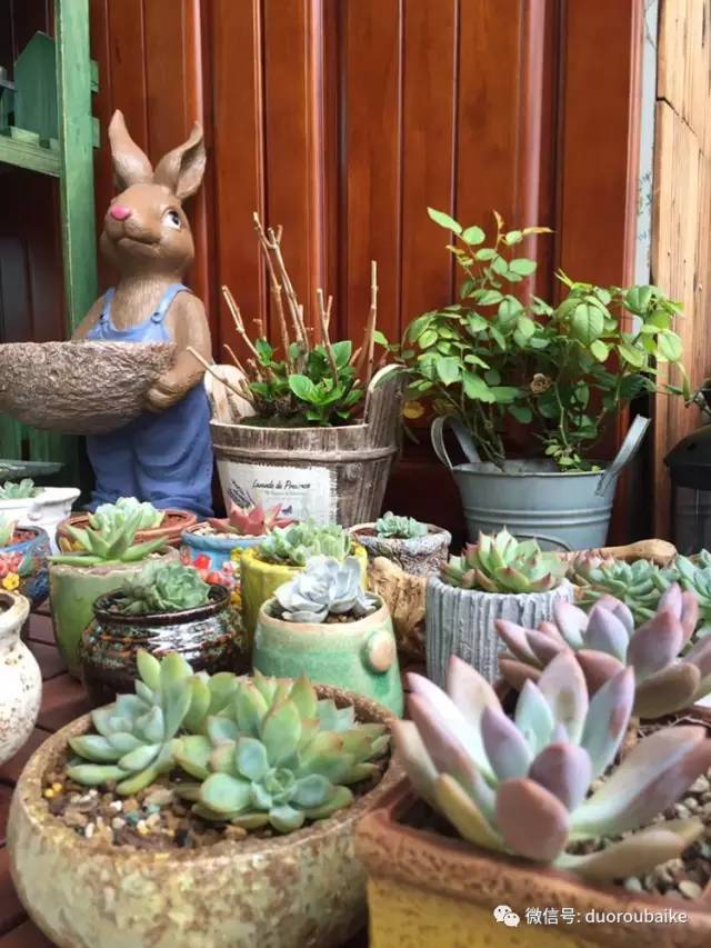 入肉坑,入坑一年半的新手养肉心得