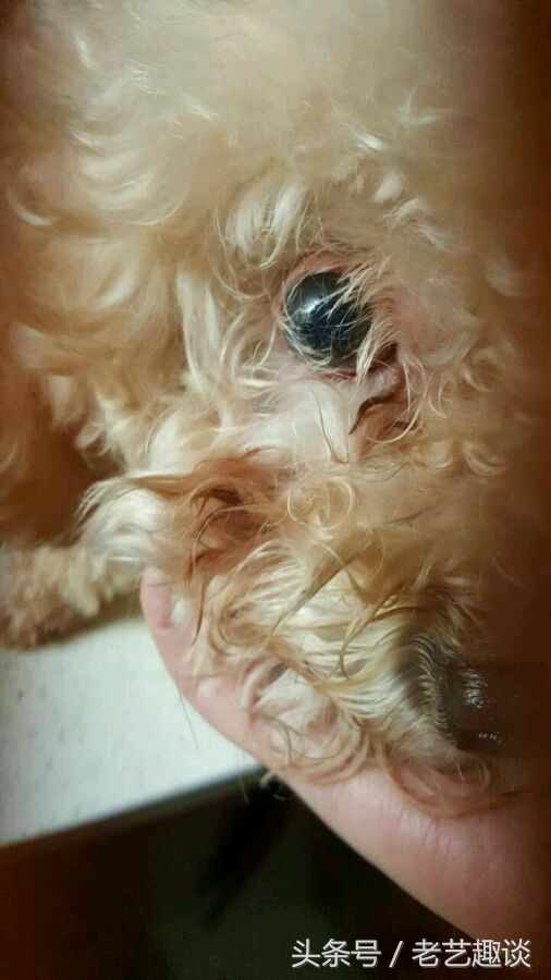 泰迪眼睛被咬处理方式是什么,泰迪被咬的位置毛变色了