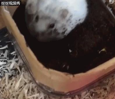 仓鼠知不知道自己的窝里脏,仓鼠发现存粮被清理