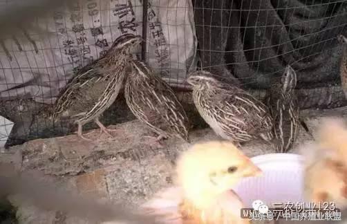 养殖类的小本创业哪些赚钱快,适合穷人的18个创业项目养殖