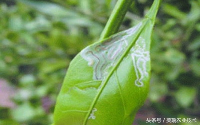 柑橘病虫害管理及营养管理ppt,柑橘花露白时应防治好哪些病虫害