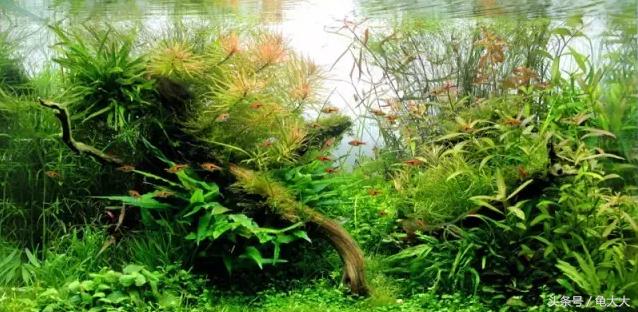 关于鱼缸的水质指标及水质检测、处理详解