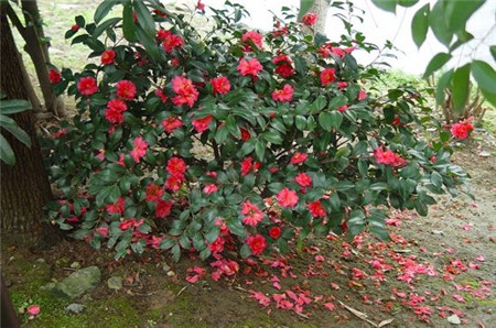 克瑞墨茶花花开能保持几天,茶花怎么养才开花爆盆