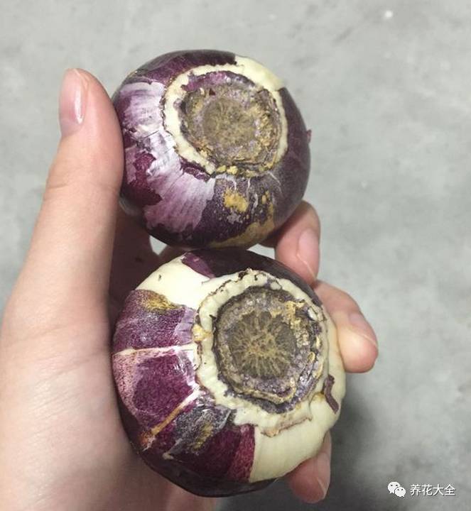 风信子的球茎烂了还能补救吗,风信子球上的新芽怎么处理