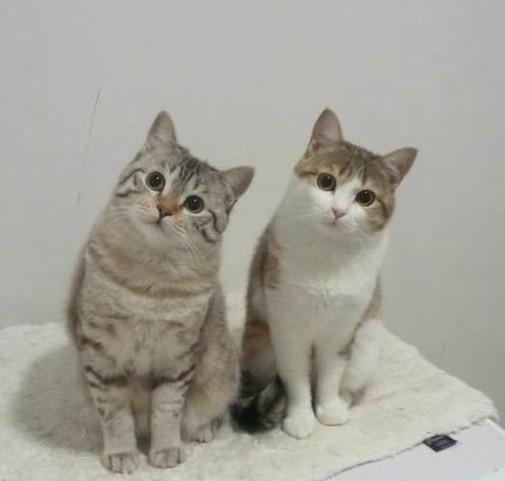 流量大！*帖删**凶！菜鸟如何做百度贴吧推广最高效？