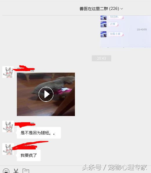 两岁泰迪发情几天,泰迪两个月发情了怎么办