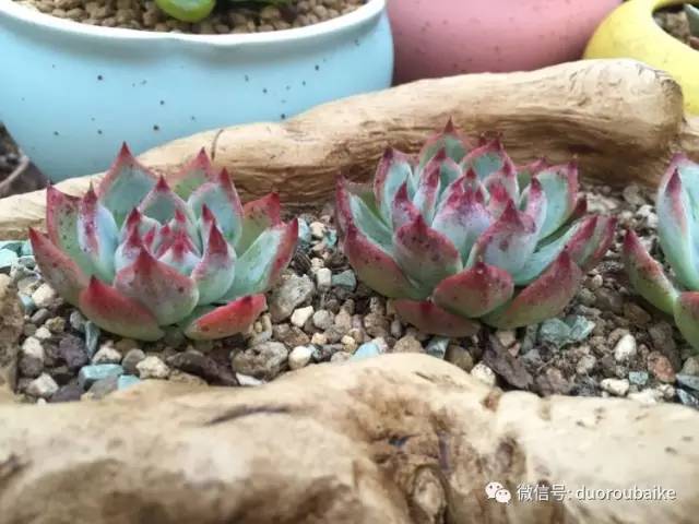 入肉坑,入坑一年半的新手养肉心得