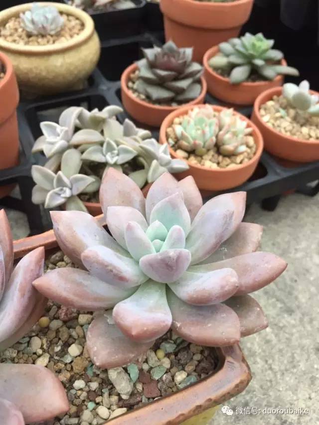 入肉坑,入坑一年半的新手养肉心得