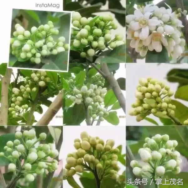 化州旅游必去的5个景点,化州有什么好玩的景点