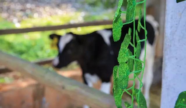 九峰万亩茶园,九峰森林动物园好不好玩