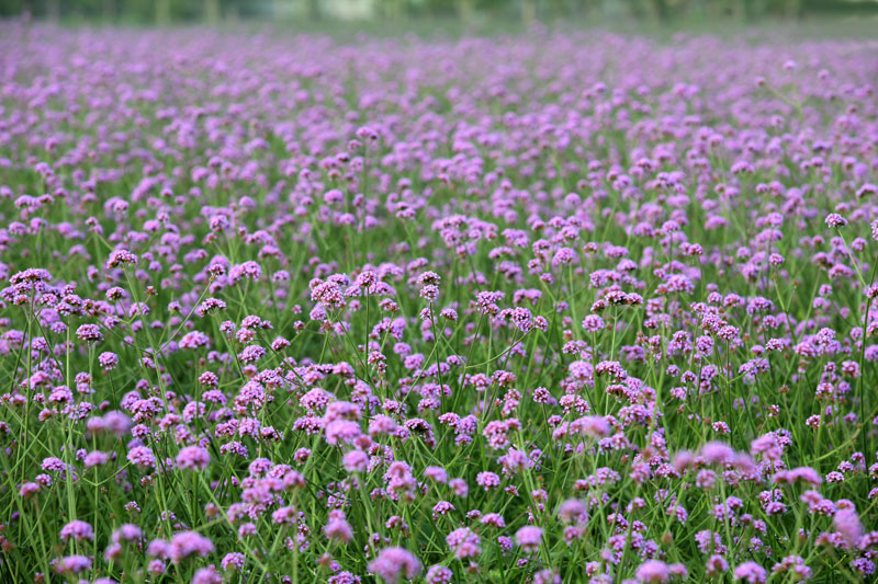 中国最大的薰衣草庄园,世界最漂亮的薰衣草庄园图片