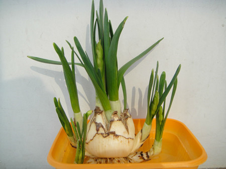 水仙不够绿怎么办,水仙养土里不开花怎么回事