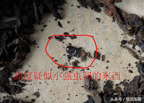 喝普洱茶呕吐褐色液体,普洱茶里面有白色异物是什么