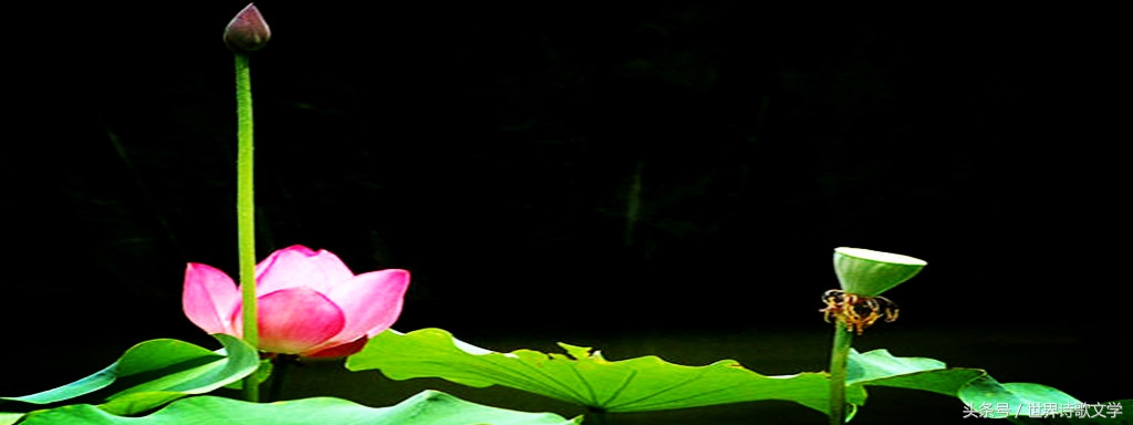 诗歌大赛第一名的诗,第一季诗词大赛