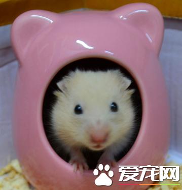 金丝熊可不可以用猫砂,金丝熊能用细猫砂吗