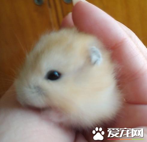 布丁仓鼠一般喜欢吃什么粮食,布丁仓鼠能吃什么新鲜食物