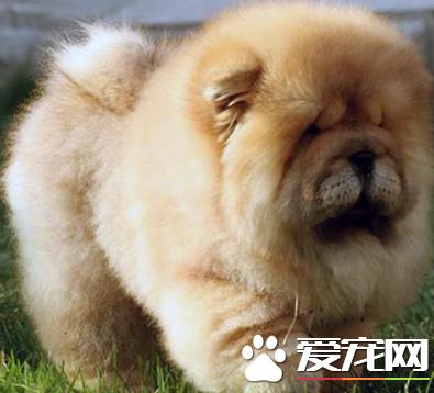 原生松狮犬与美系松狮犬的区别,松狮犬有多大