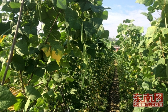 金山区美丽乡村建设示范村,南靖县农村产业融合发展示范园