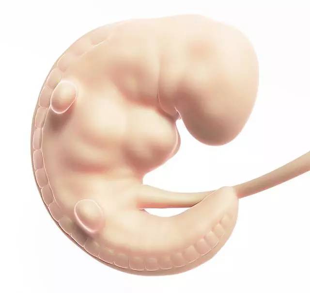 生命的秘密：生男生女取决于男方还是女方？