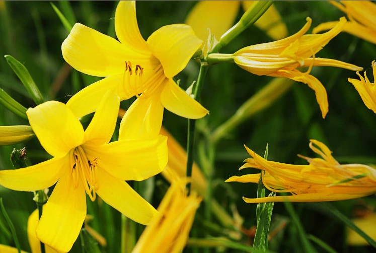 客家人常见的野果,环球客家
