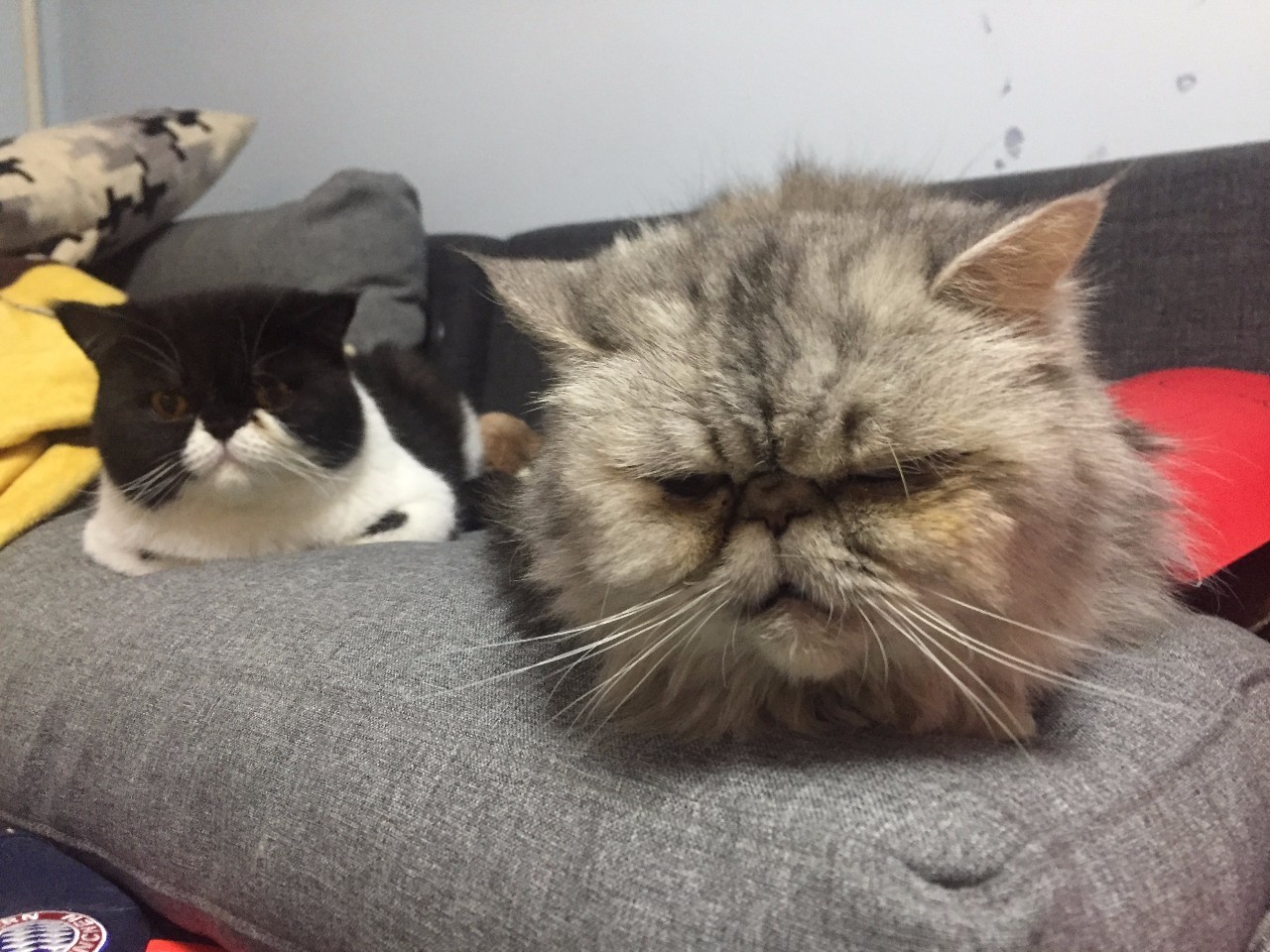 波斯猫眯着它的双眼抖音,波斯猫的眼神