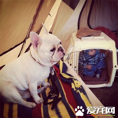 法国斗牛犬极品法斗,法国斗牛犬法斗纯种