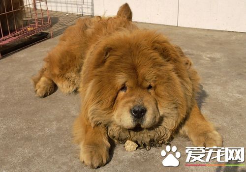 松狮犬的喂养技巧,松狮犬怎么喂养