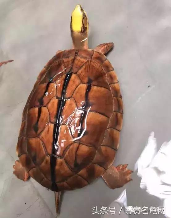 各种乌龟的详细介绍,你们见过的四种乌龟