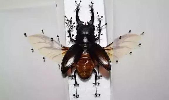 怎么把球形宠物做成标本,什么昆虫可以做宠物