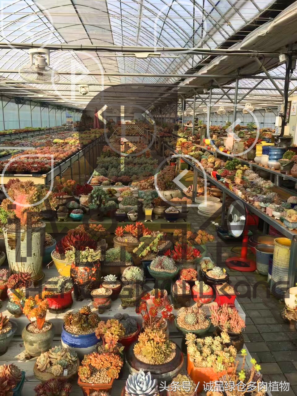 多肉植物大棚直播,密斯达多肉大棚视频
