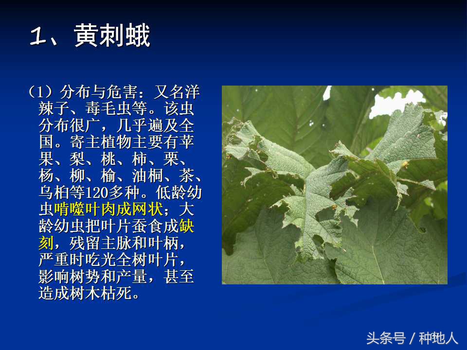 会吃叶子的虫子有哪些,哪些虫子爱吃树叶虫