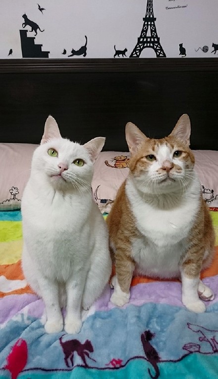 就算打不过你，我也依然是骄傲的小公举