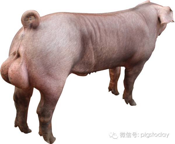 影响公猪精子的活力有哪些,公猪精活力低怎么办