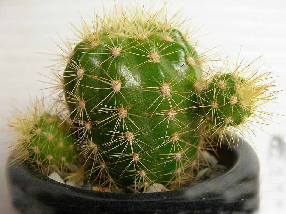 装修后家里放什么植物最好,刚装修完室内放什么植物好