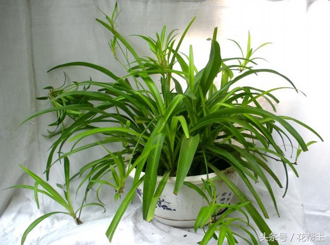 11月室内植物的养护,花花草草冬天在家里怎么过