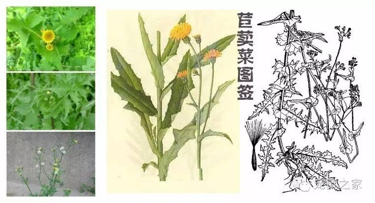 缇庨澶╀笅鍏荤敓澶у笀,缇庨澶╀笅棣欑尓