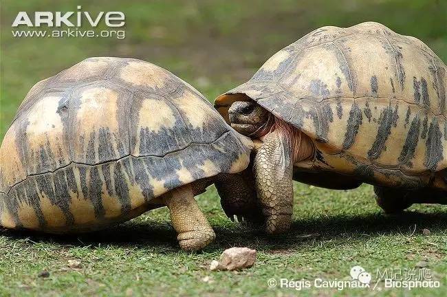 辐射陆龟名字由来,辐射陆龟是什么