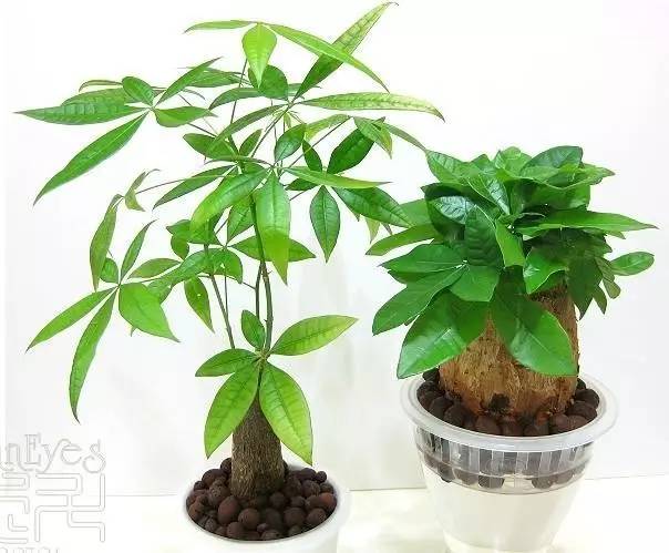 发财树一夜被冻死了还能救活吗,盆栽发财树浇水后叶子发黄怎么办