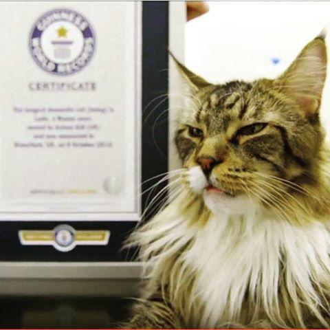 世界上最大的十种猫排名,打破吉尼斯纪录的猫