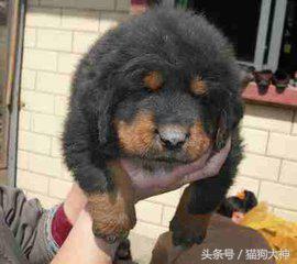 藏獒怎么培育得更大,如何挑选优秀藏獒犬