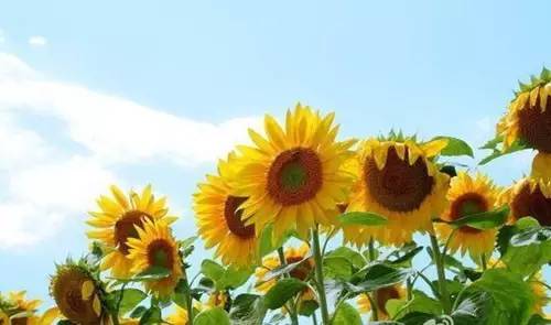 微商早安励志朋友圈高质量句子,微商早安励志语录正能量句子