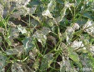 会吃叶子的虫子有哪些,哪些虫子爱吃树叶虫