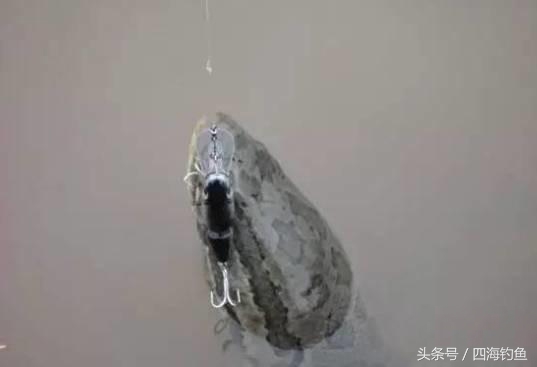 黑鱼钓法技巧视频教程,冬钓黑鱼的常用钓法及饵料配方