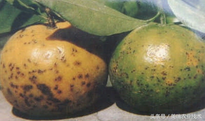 柑橘病虫害管理及营养管理ppt,柑橘花露白时应防治好哪些病虫害