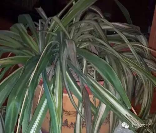 吊兰被太阳晒死怎么办,吊兰被养死了