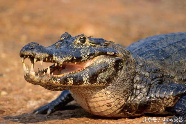 鳄鱼皮稀有皮手工皮具,鳄鱼皮如何制作成皮具