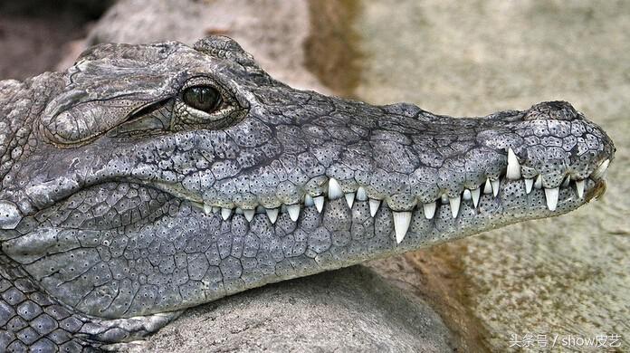 鳄鱼皮稀有皮手工皮具,鳄鱼皮如何制作成皮具